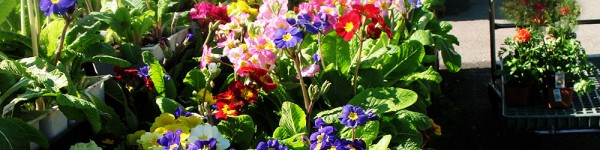 flower-marketFOR-WEB